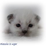 2 uger Alessio