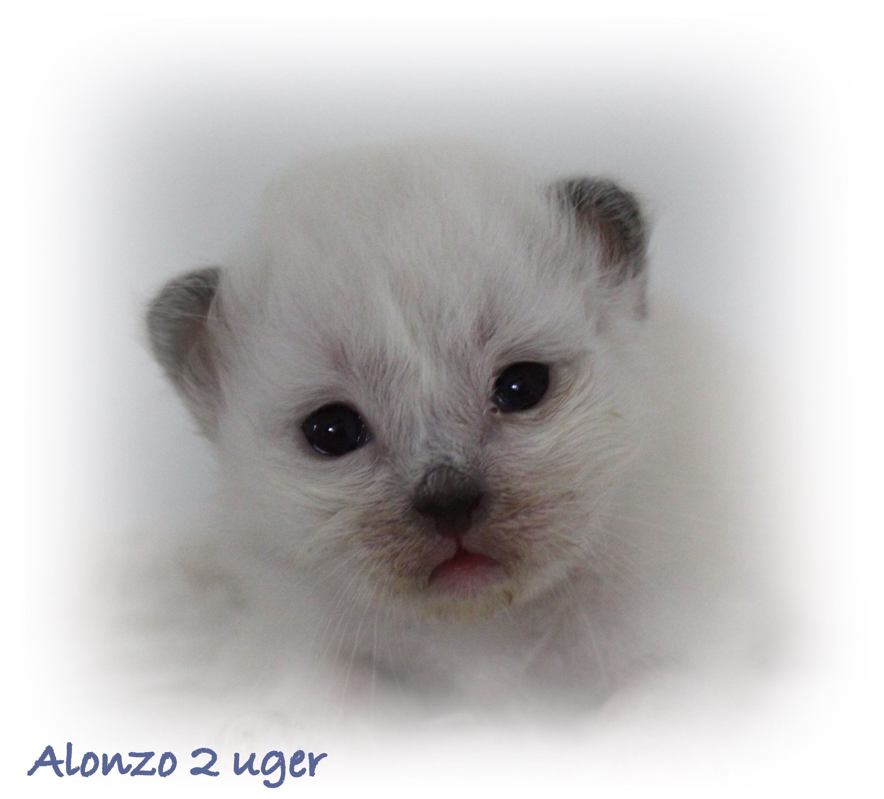 2 uger Alonzo