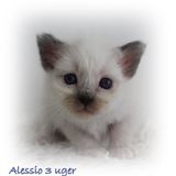 3 uger Alessio