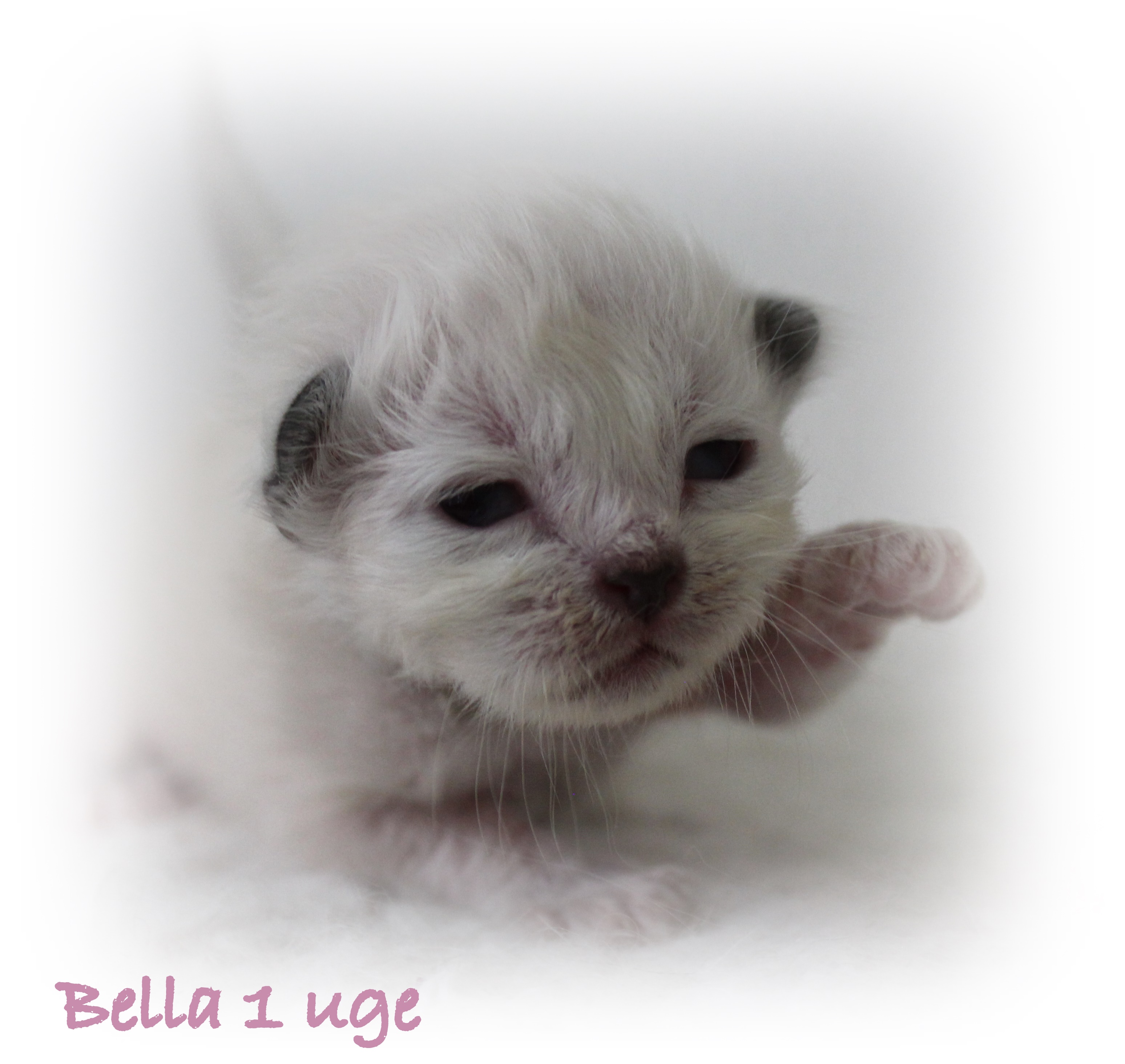 1 uge Bella