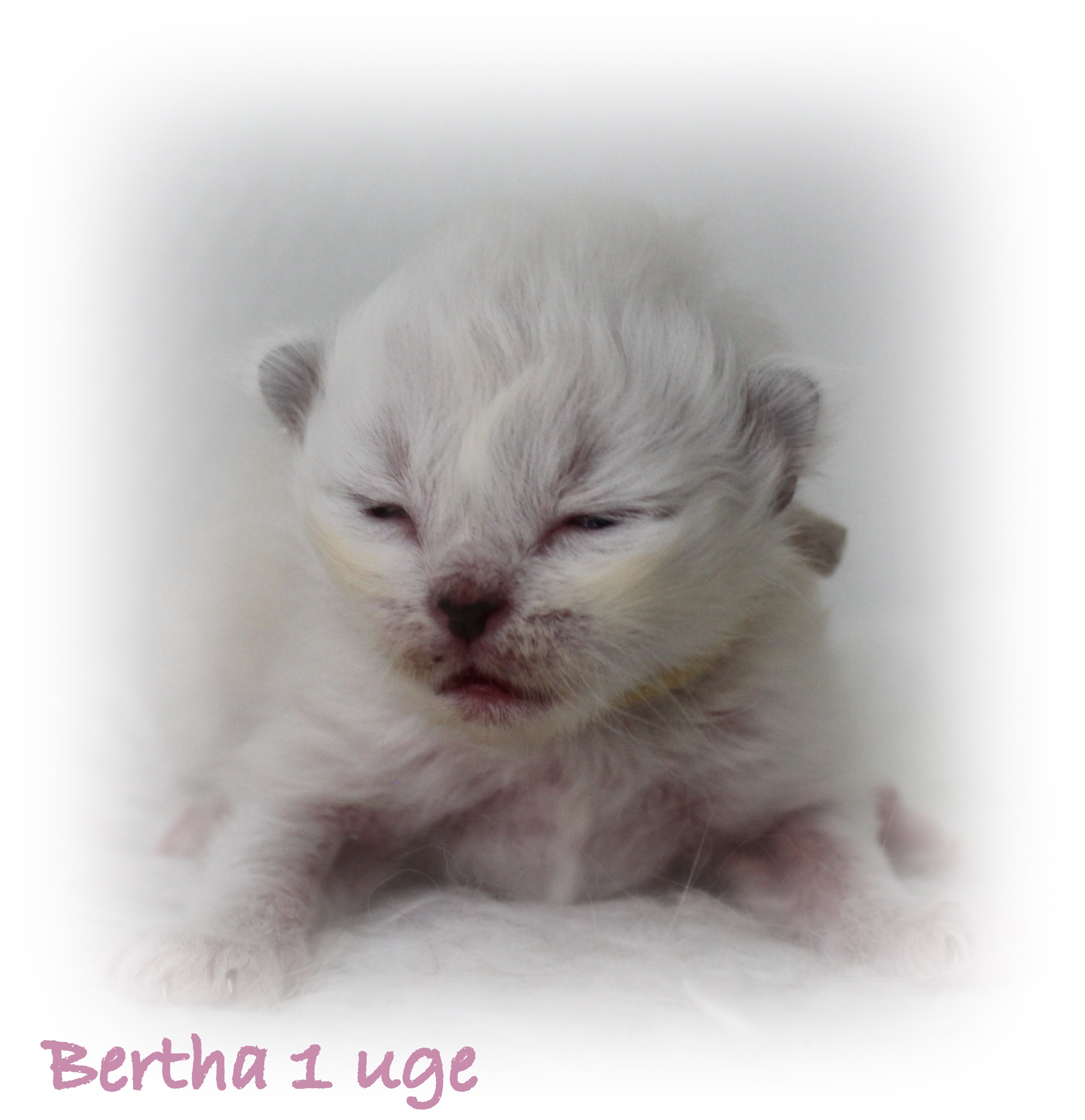 1 uge Bertha