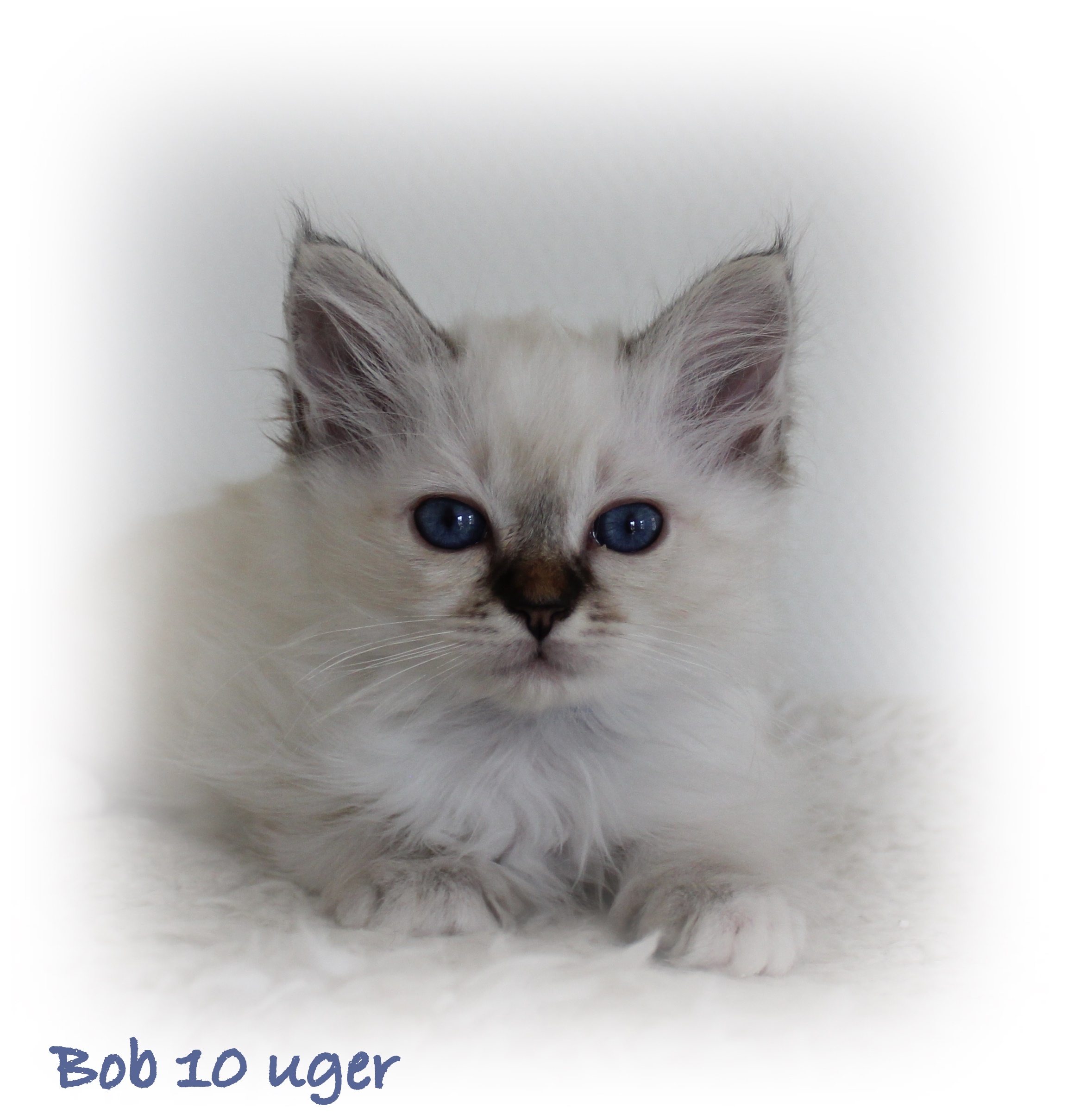 10 uger Bob
