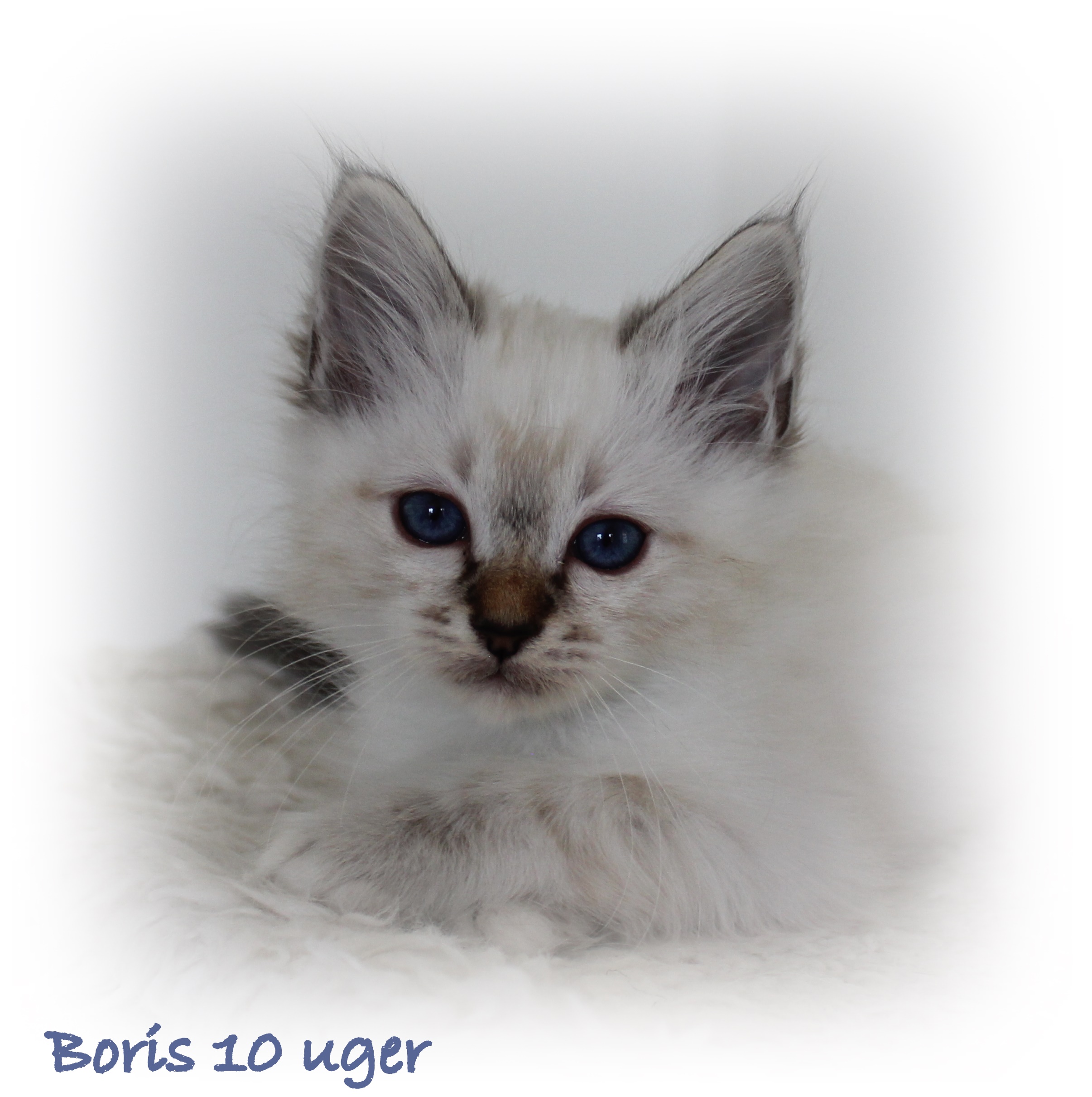 10 uger Boris