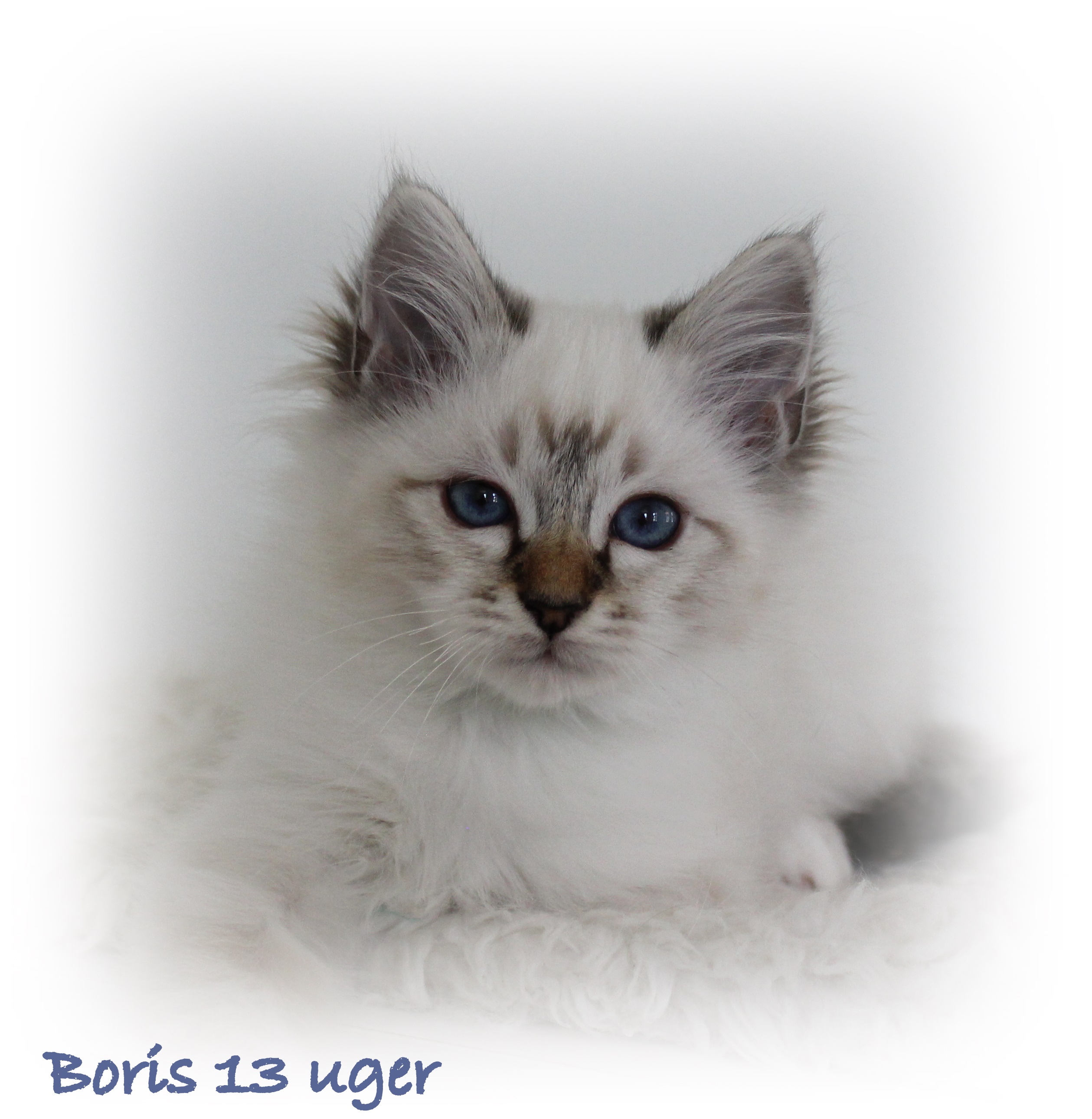 13 uger Boris