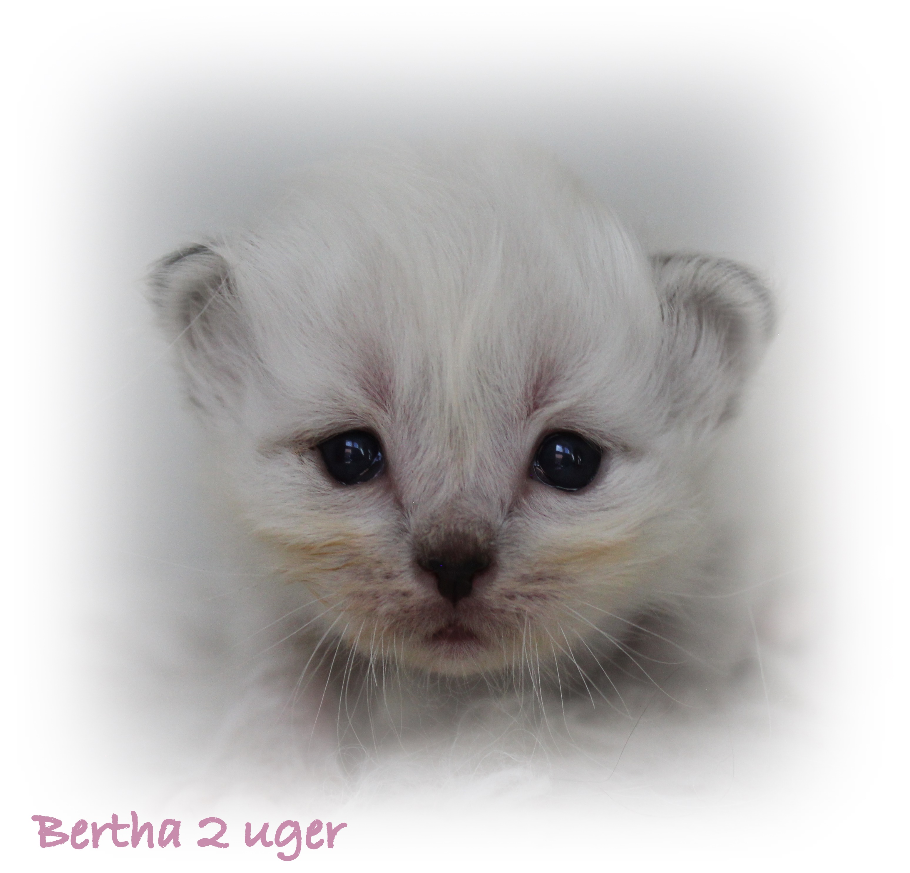 2 uger Bertha