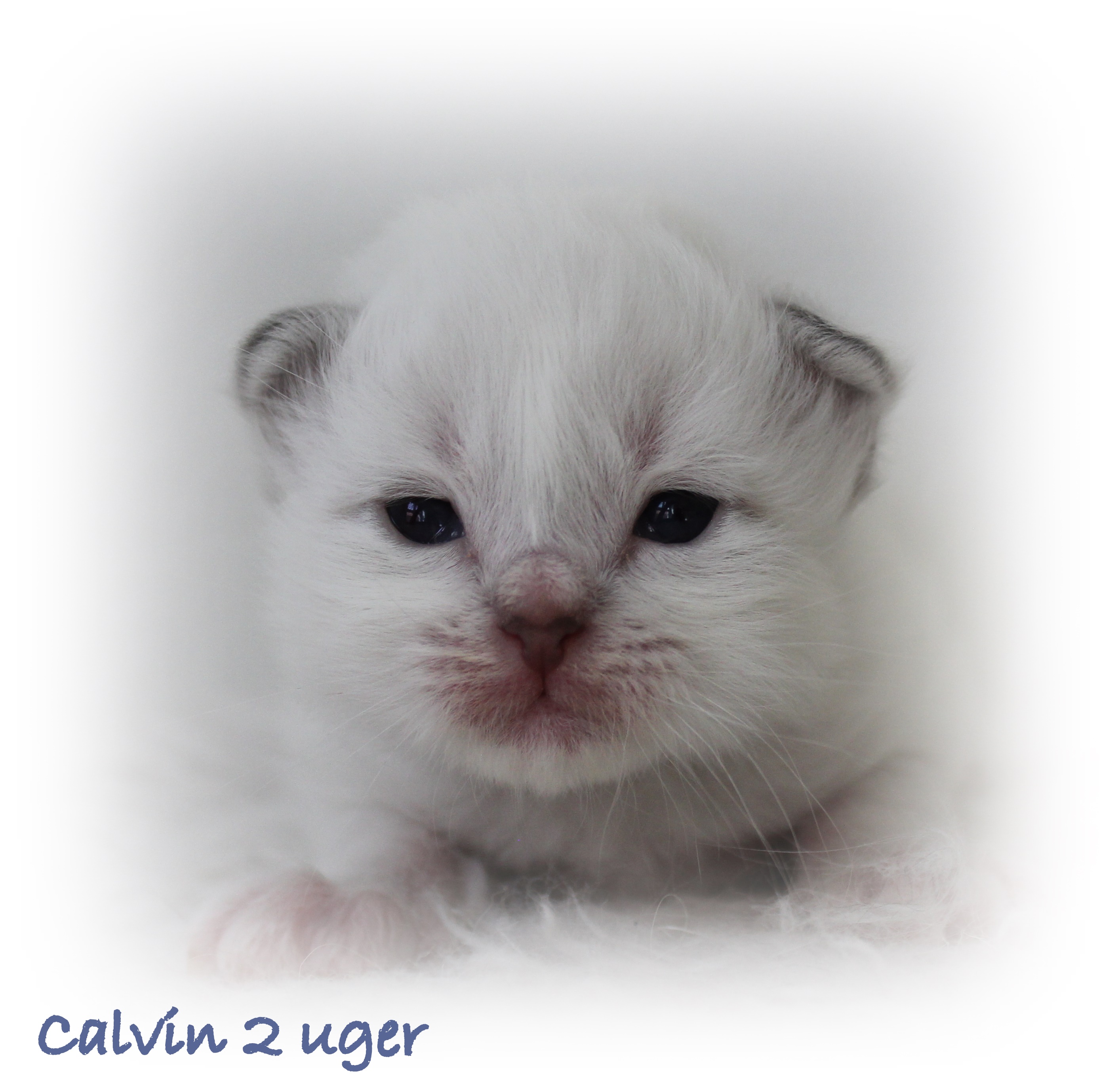 2 uger Calvin