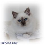 14 uger Dario (3)