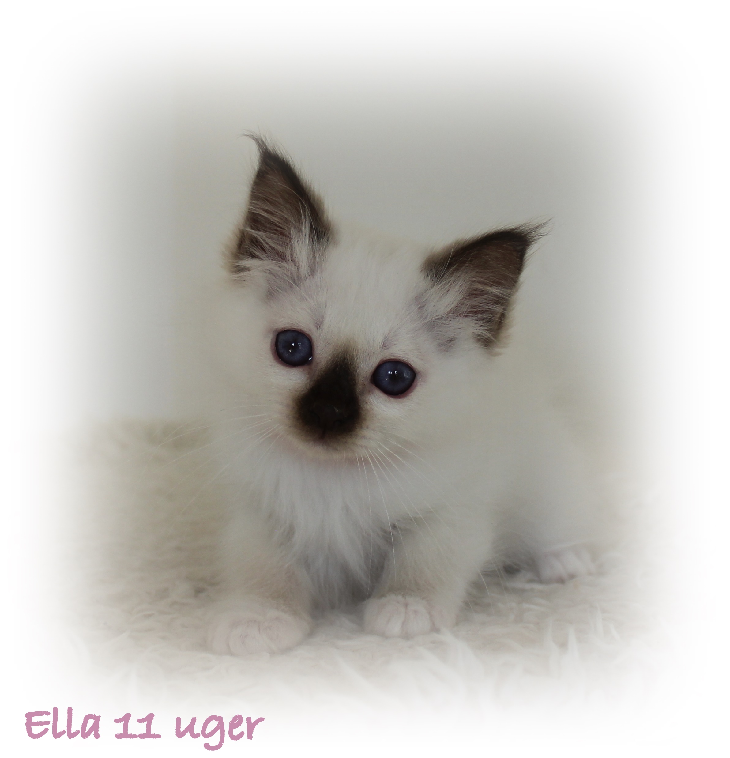 11 uger Ella (6)