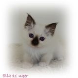 11 uger Ella (6)