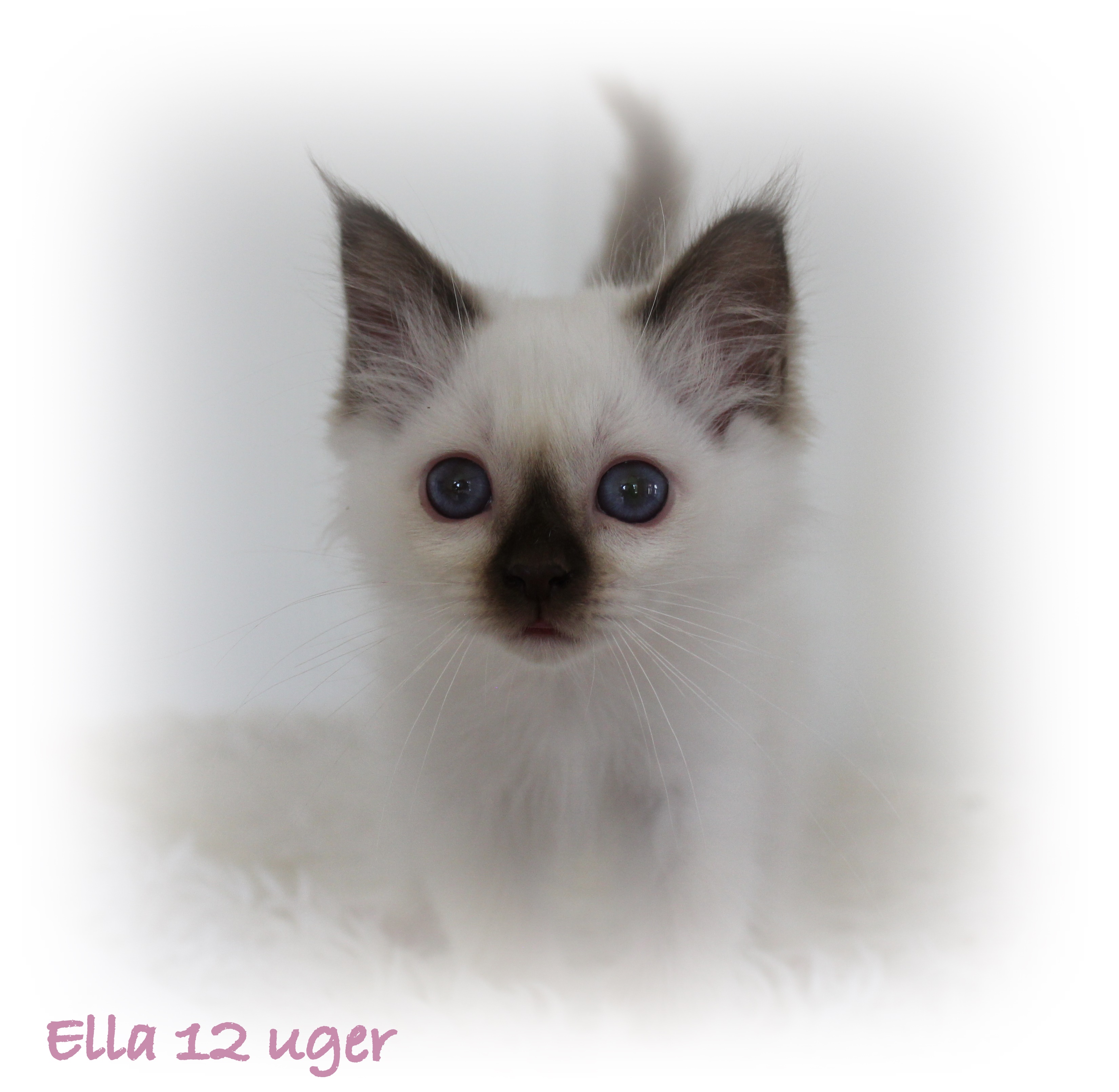 12 uger Ella (2)