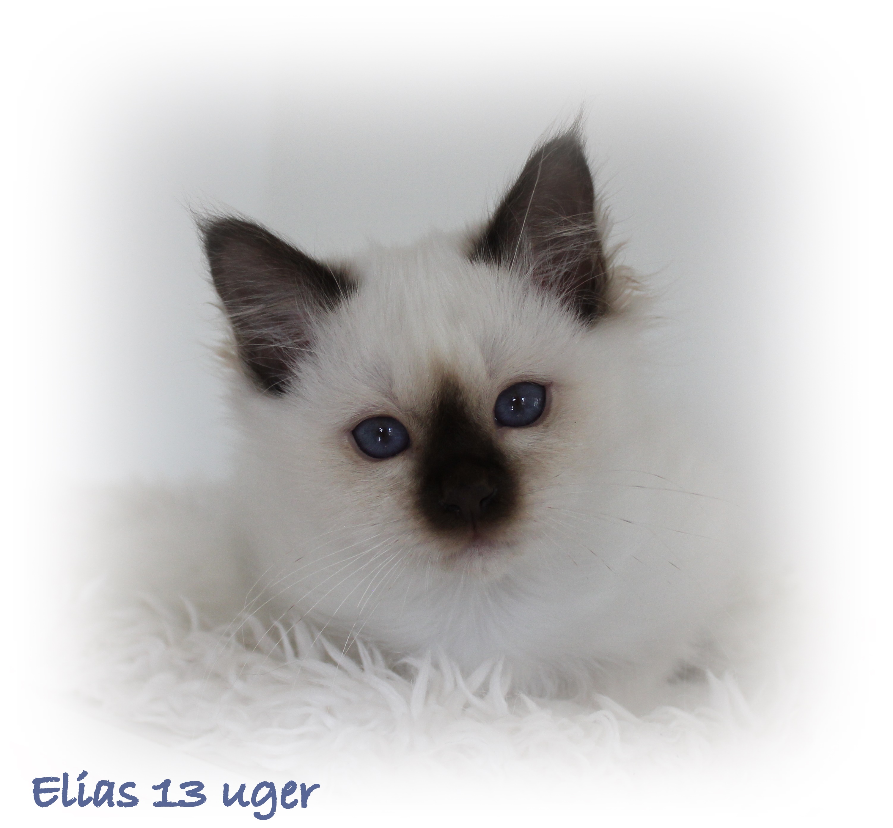 13 uger Elias (4)