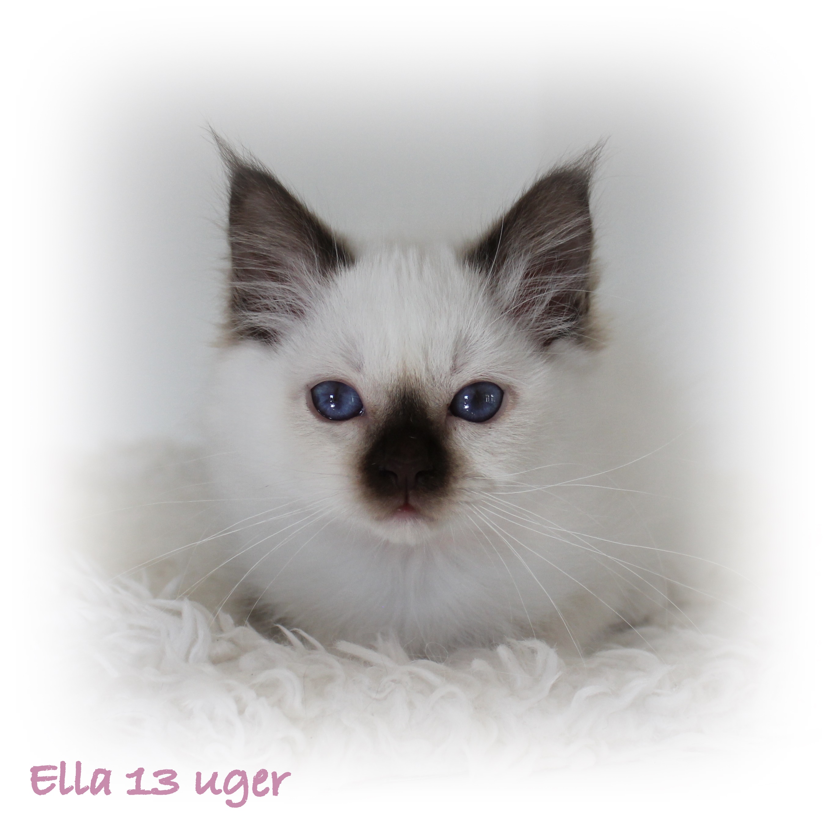 13 uger Ella (5)
